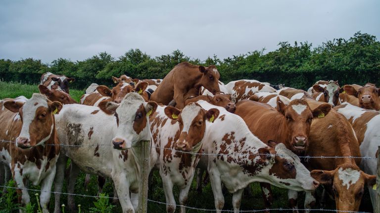 Slaley, ENGLAND - JUNE 14: A herd of Shorthorn and Ayshires gather in a field on June 14, 2019 in Slaley, England. (Photo by Dan Kitwood/Getty Images)