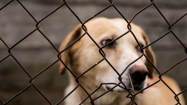 Abused abandoned dog in exile looking sad