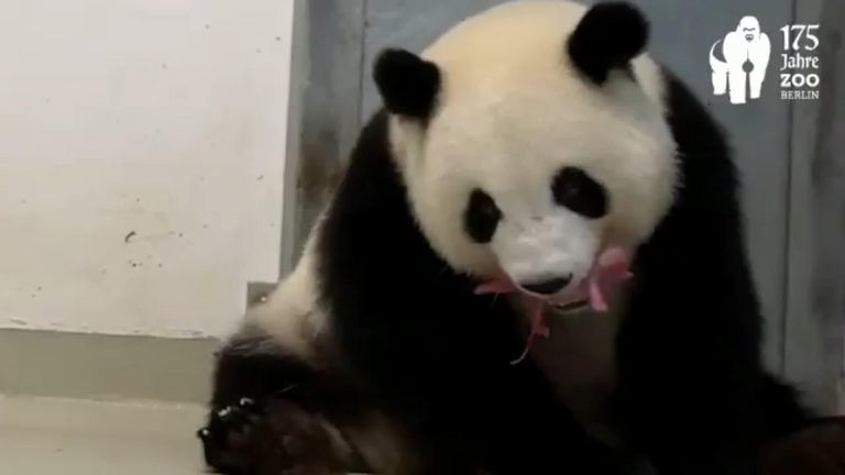 Meng Meng plays with one of her twins. Pic: Berlin Zoo