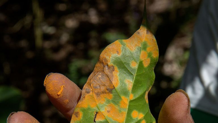 Leaf rust disease is hitting crops and wiping out coffee production