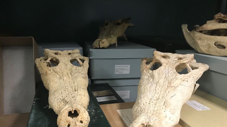 Skulls from museums in the US and Australia were analysed