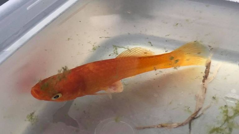 The molly fish, known as Molly, had a growth on her abdomen Pic: Highcroft Veterinary Group / Facebook