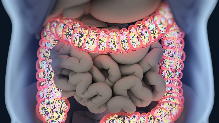 Bacteria inside the large intestine