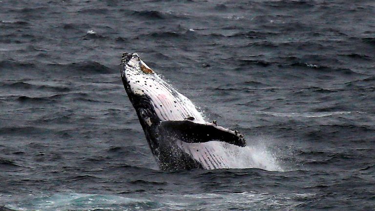 A humpback whale breaches off the coast at Clovelly Beach in Sydney