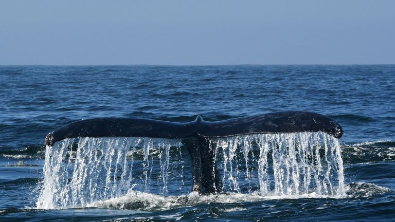 A humpback whale navigates the waters of Monterey Bay, California, September 21, 2018