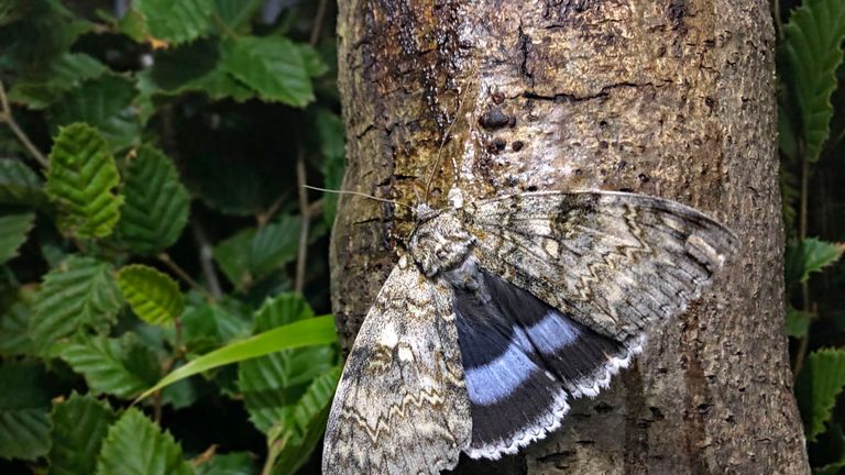 The Clifden Nonpareil moth, thought to have been extinct in Britain for 50 years, which has now recolonised and is breeding