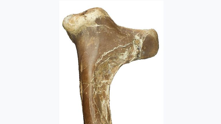 Right humerus of Cryodrakon boreas (upper arm bone seen from…redit David Hone.JPG