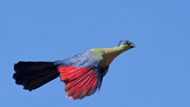 Birds like the purple-crested turaco will be affected by climate change. Pic: Dr Daniel Field