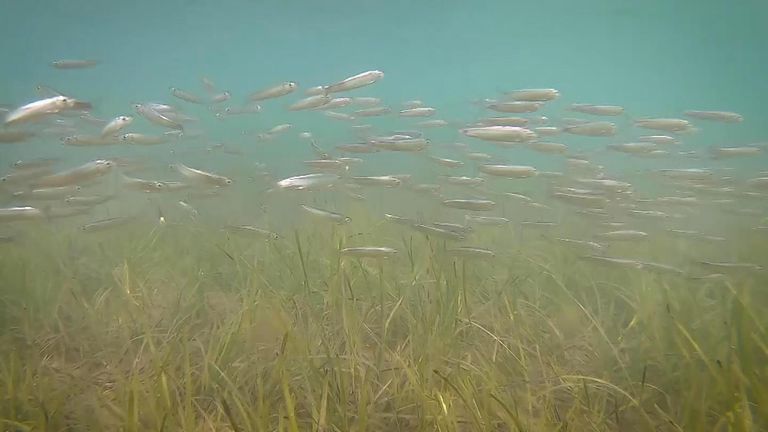 Seagrass is an important habitat for marine wildlife 
