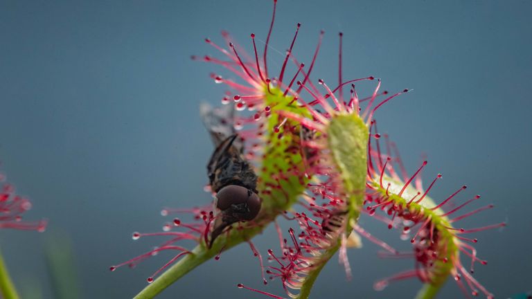 The Sundew has been almost wiped out in the UK. Pic. Chester Zoo