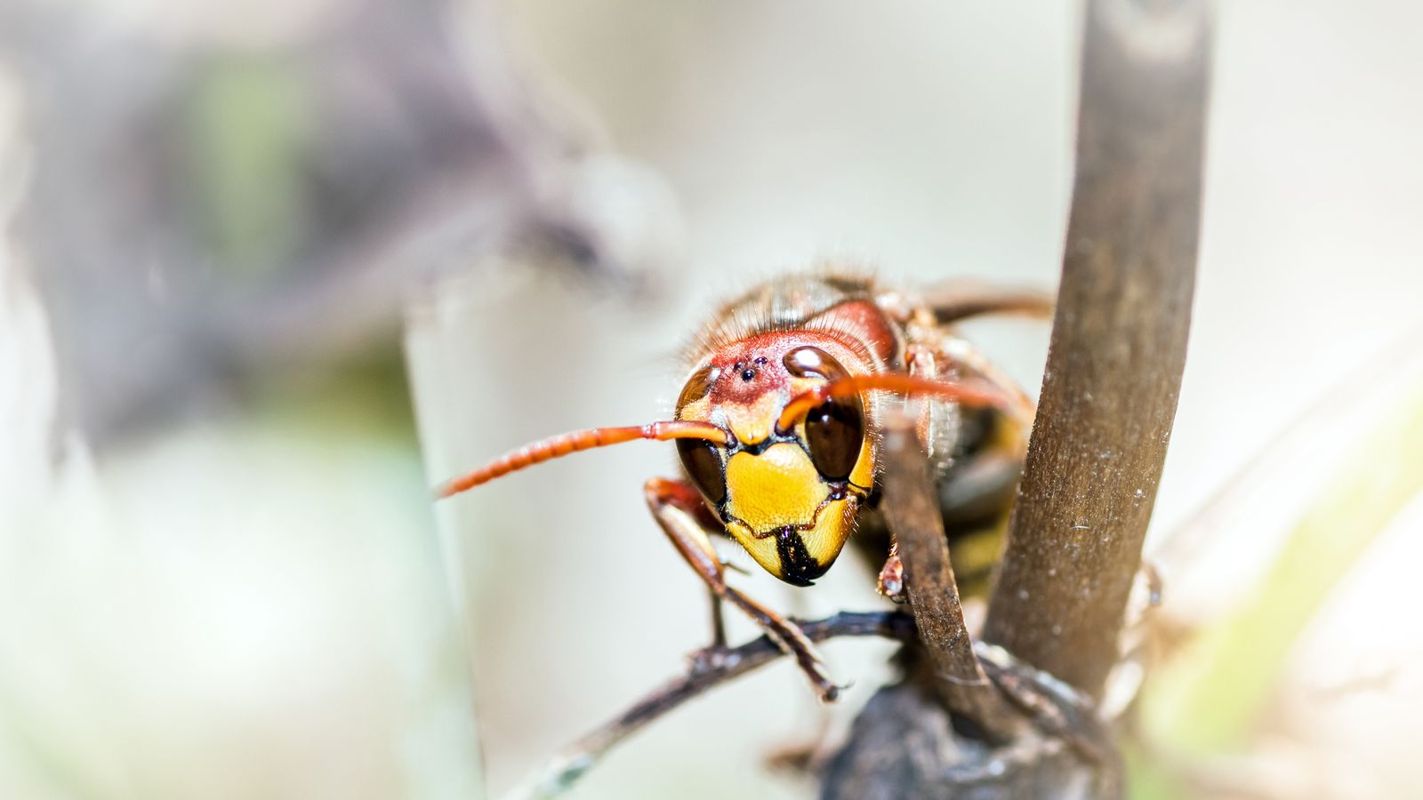 MPs: 'One Million Volunteers Needed To Tackle Invasive Non-native ...