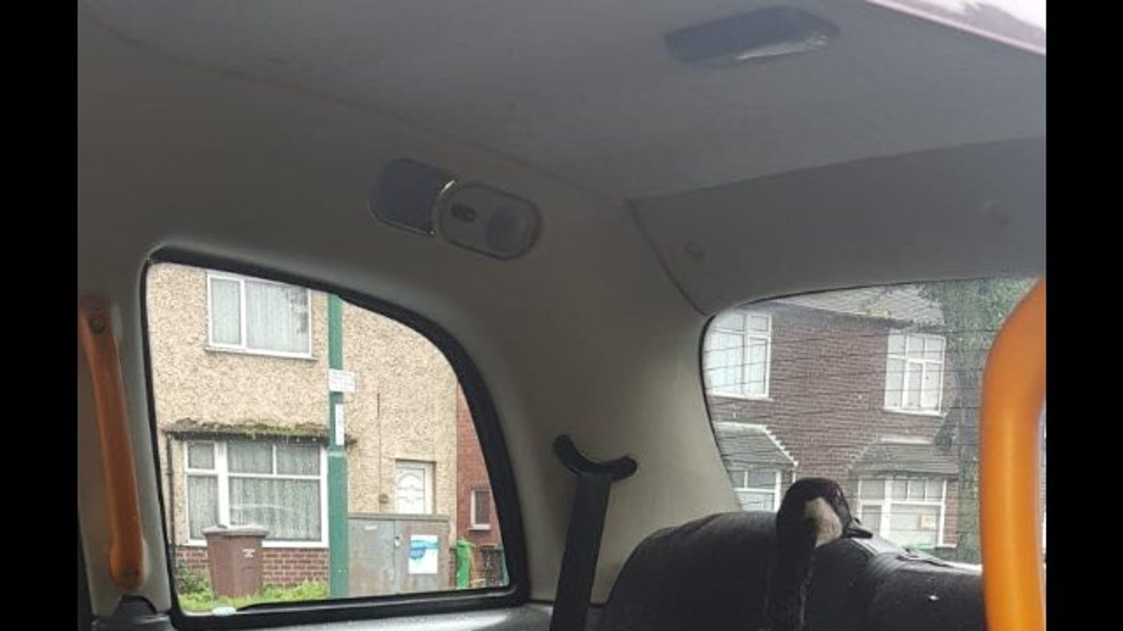 Fowl play: Police called after goose smashes into taxi Fowl play: Police called after goose smashes into taxi