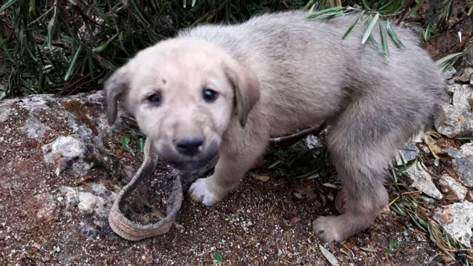 Puppy orphaned during IS leader raid but there's a happy ending