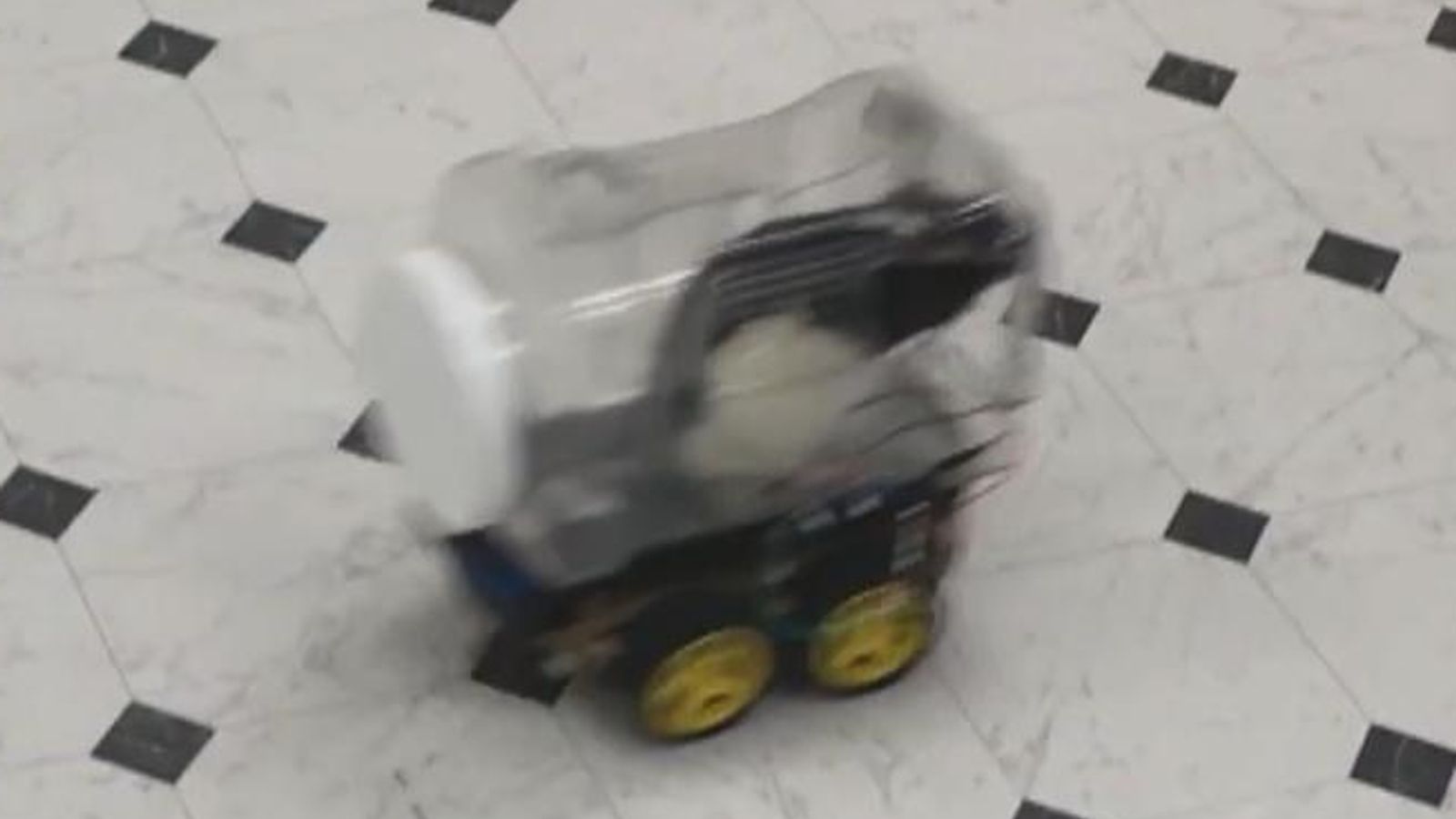 Scientists teach rats to drive custom built cars in a learning study