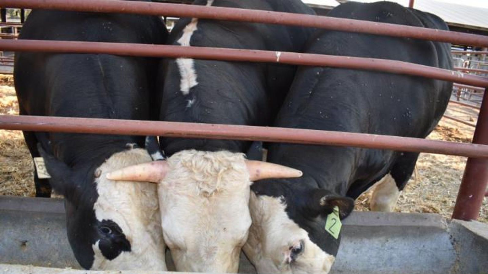 DNA editing sees horned bull father six hornless calves DNA editing sees horned bull father six hornless calves