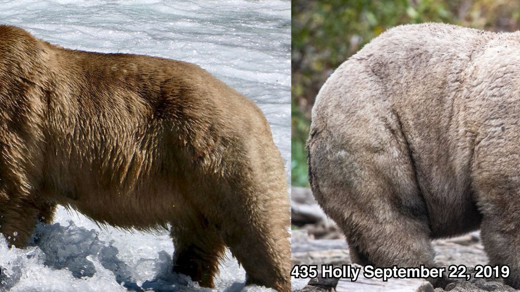Конкурс на самого Толстого медведя