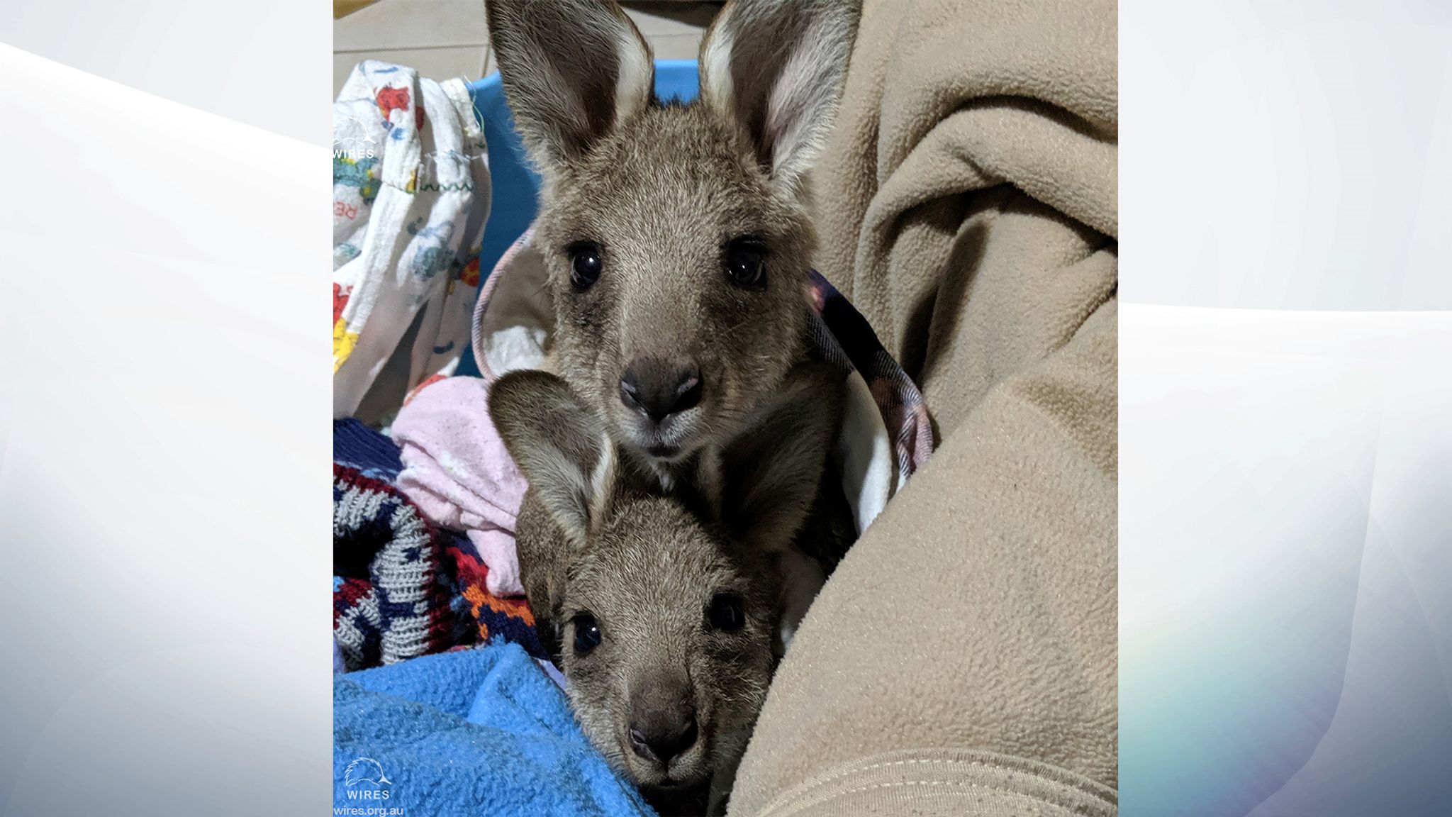 Teen charged after 20 kangaroos hit by truck and killed in Australia