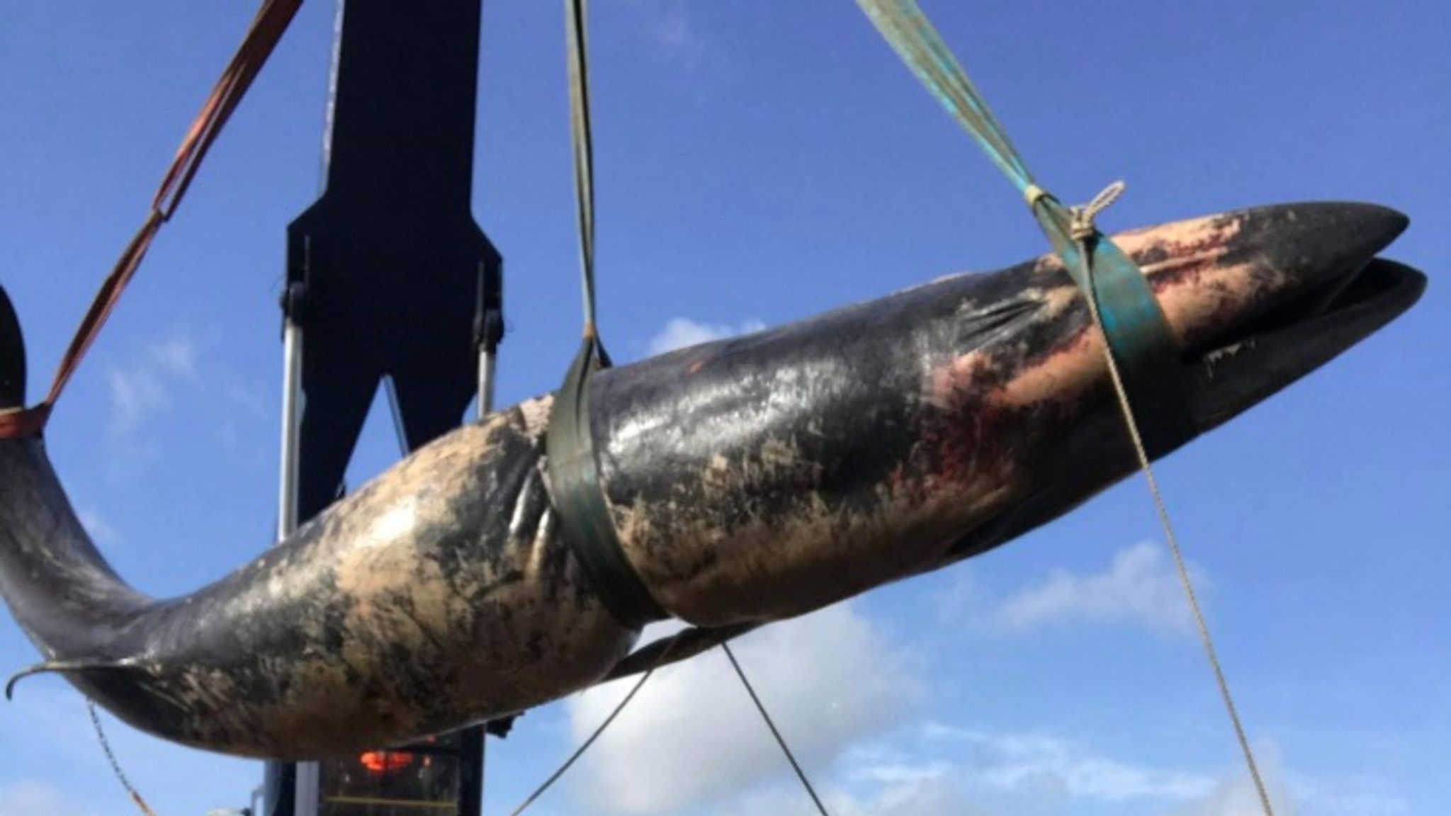 Second dead whale pulled from River Thames | UK News | Sky News