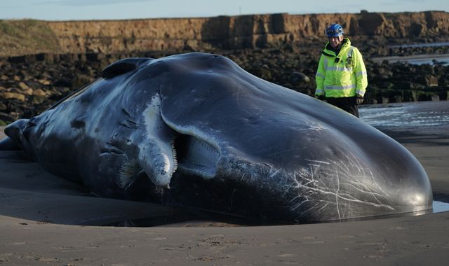 30-tonne sperm whale dies after beaching in Northumberland