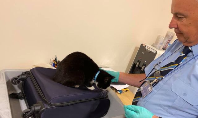 Couple stopped at airport security after cat sneaks into luggage