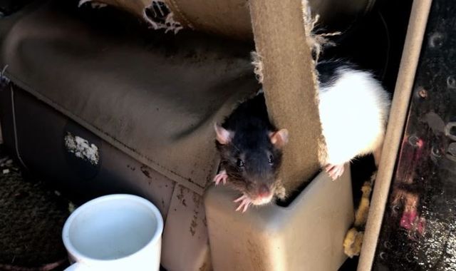 Woman who was living in a van with 320 rats agrees to give them up