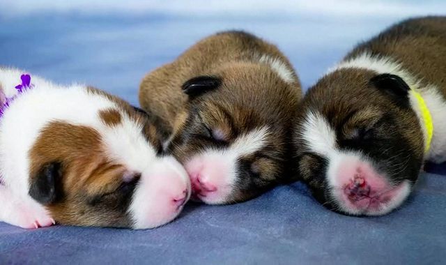 New royal puppies revive bloodline of late Thai king's old hound