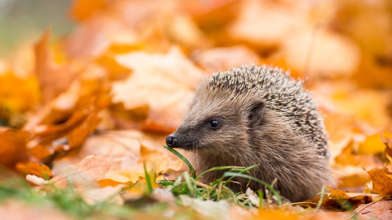 Hedgehog in the autumn forest