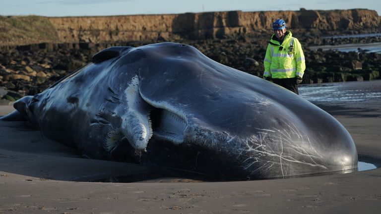 A Coastguard officer looks at the body of a sperm whale which washed up at Newbiggin-by-the-Sea in Northumberland on Friday.