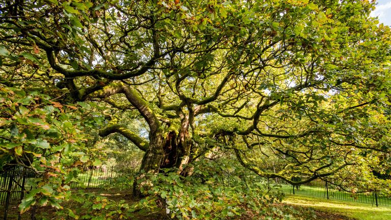 Allerton Oak in Liverpool named England's Tree of the Year | UK News ...