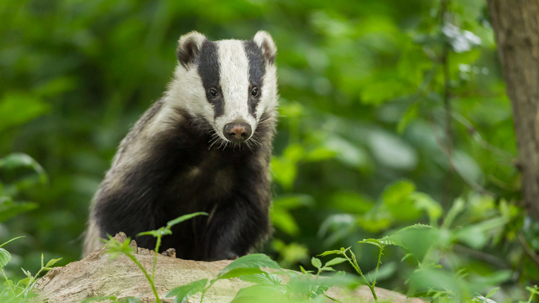 Badgers are culled to prevent the spread of TB