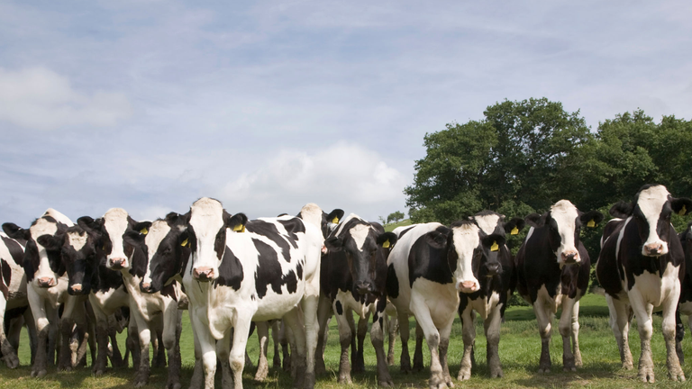 Bovine TB can cost farmers millions