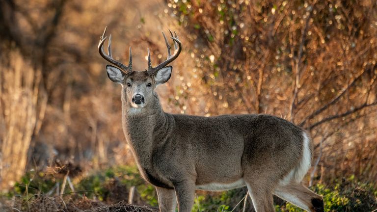 A hunter in Arkansas died after a deer he had shot attacked him. File pic