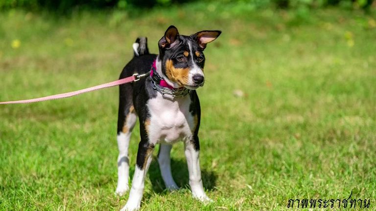 Artificial insemination was used to give birth to the dogs