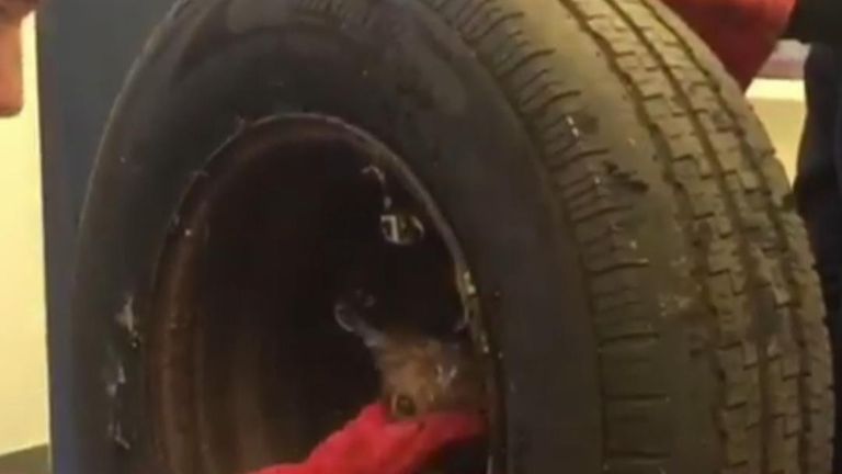This fox got in a jam when it poked its head through the centre of a wheel