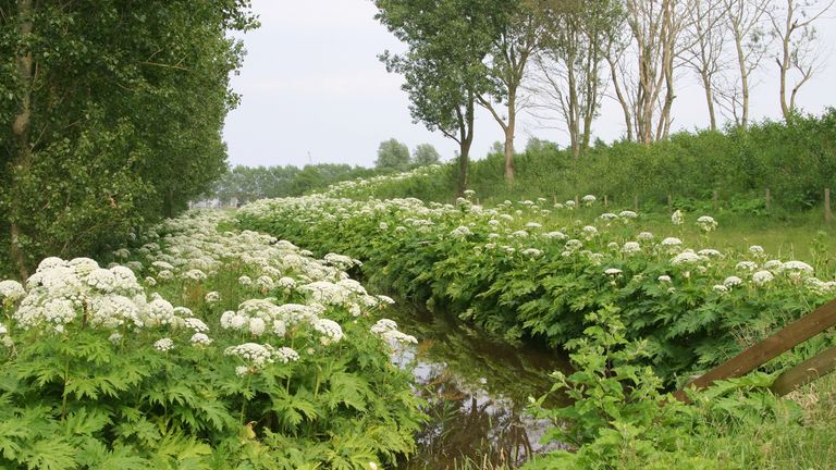 Giant hogweed causes skin rashes and blistering 
