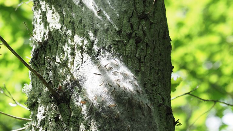Oak Processionary Moth Caterpillars cause native ash trees to die