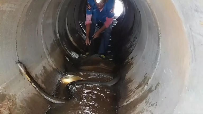 The expert catcher performed a brief ritual for luck before chasing the massive king cobra into a sewer pipe