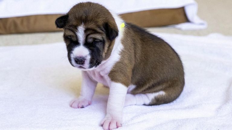 Three of the puppies were born in September