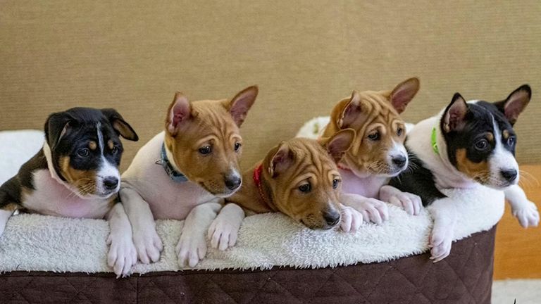 New royal puppies revive bloodline of late Thai king's old hound ...