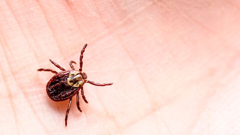 Ticks carrying Lyme disease can cause neurological problems, tiredness and aches for years