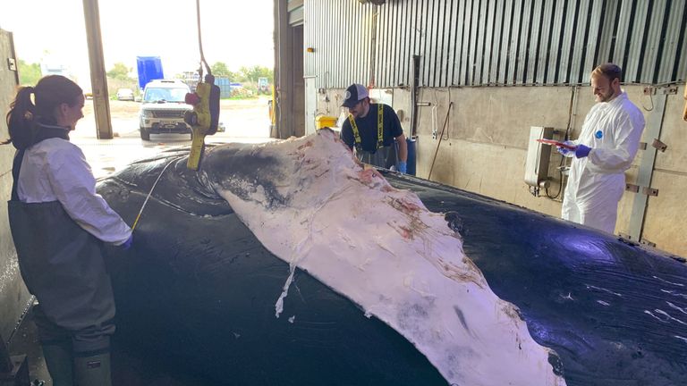 The humpback whale which swam into the Thames was hit by a ship, the Zoological Society of London has said