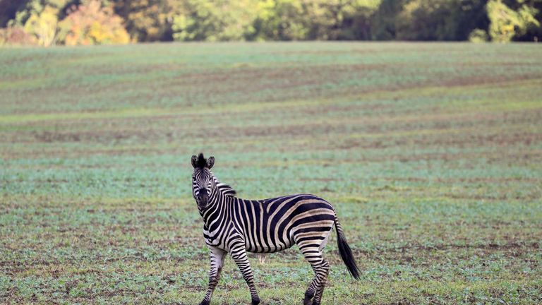 A zebra stands in a meadow near the village of Thelkow, north-eastern Germany