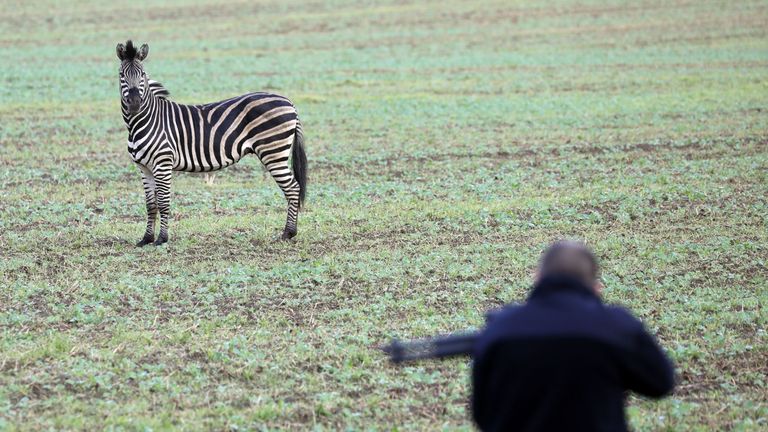 A zebra stands in a field as a man with a tranquilizer gun tries to approach it