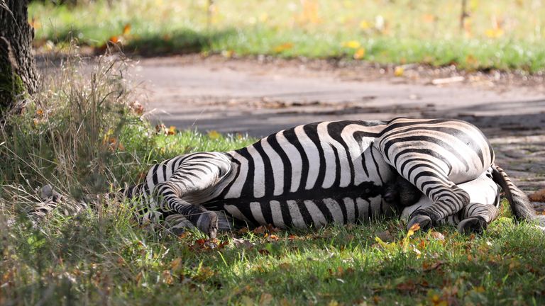 A zebra lies dead by the roadside after it was shot near Liepen, north-eastern Germany