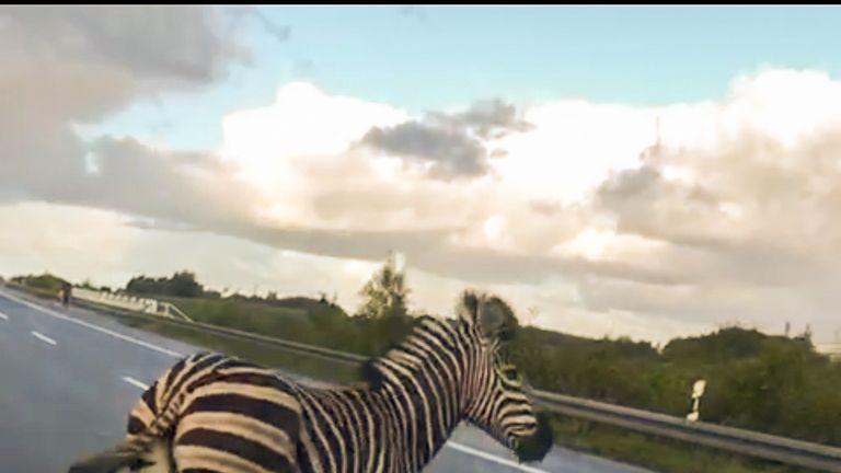 A zebra walks next to a police car on the A20 motorway near the village of Tessin, north-eastern Germany