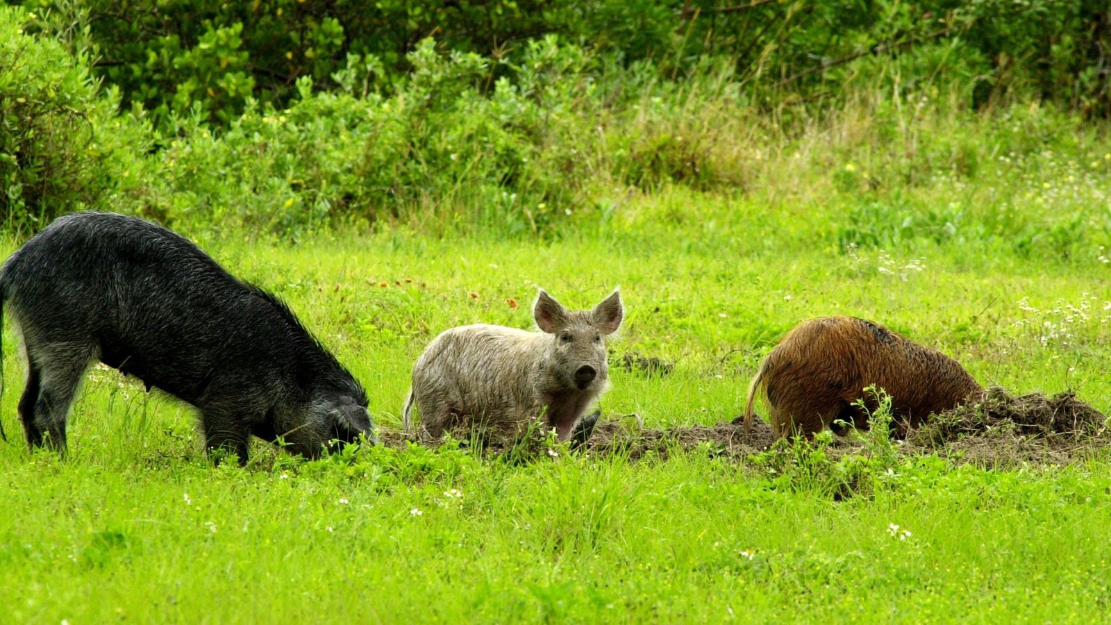 Woman killed by wild hogs in early morning attack in Texas US News