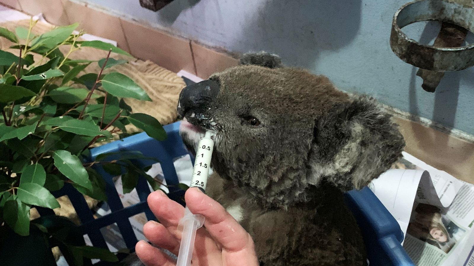 Koala yang menjalani perawatan setelah menjadi korban kebakaran semak di Port Macquarie Koala Hospital, Australia.