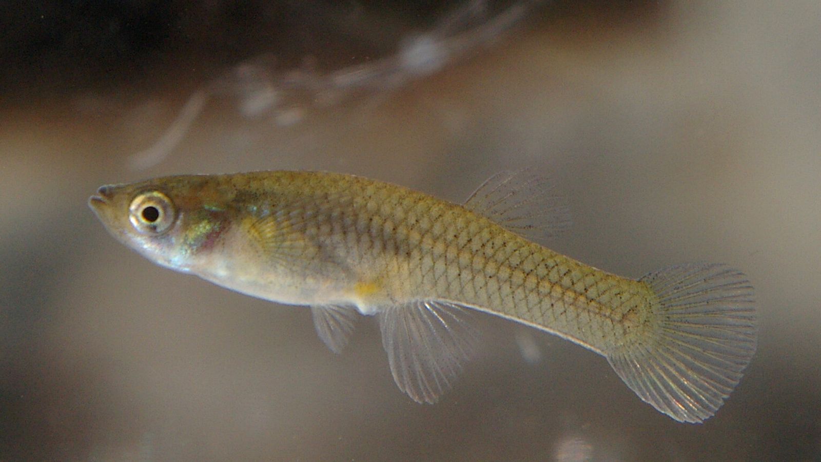 'Prozac pollution' making fish less aggressive, says study Science