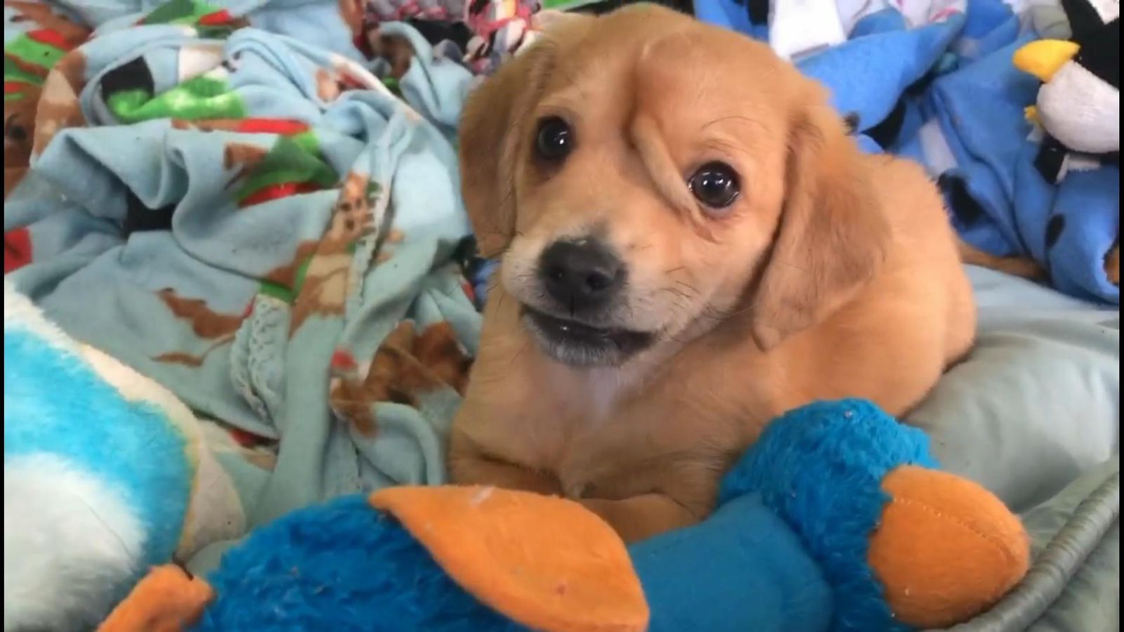 Meet 'Narwhal': puppy with a tail on its head | Offbeat News | Sky News