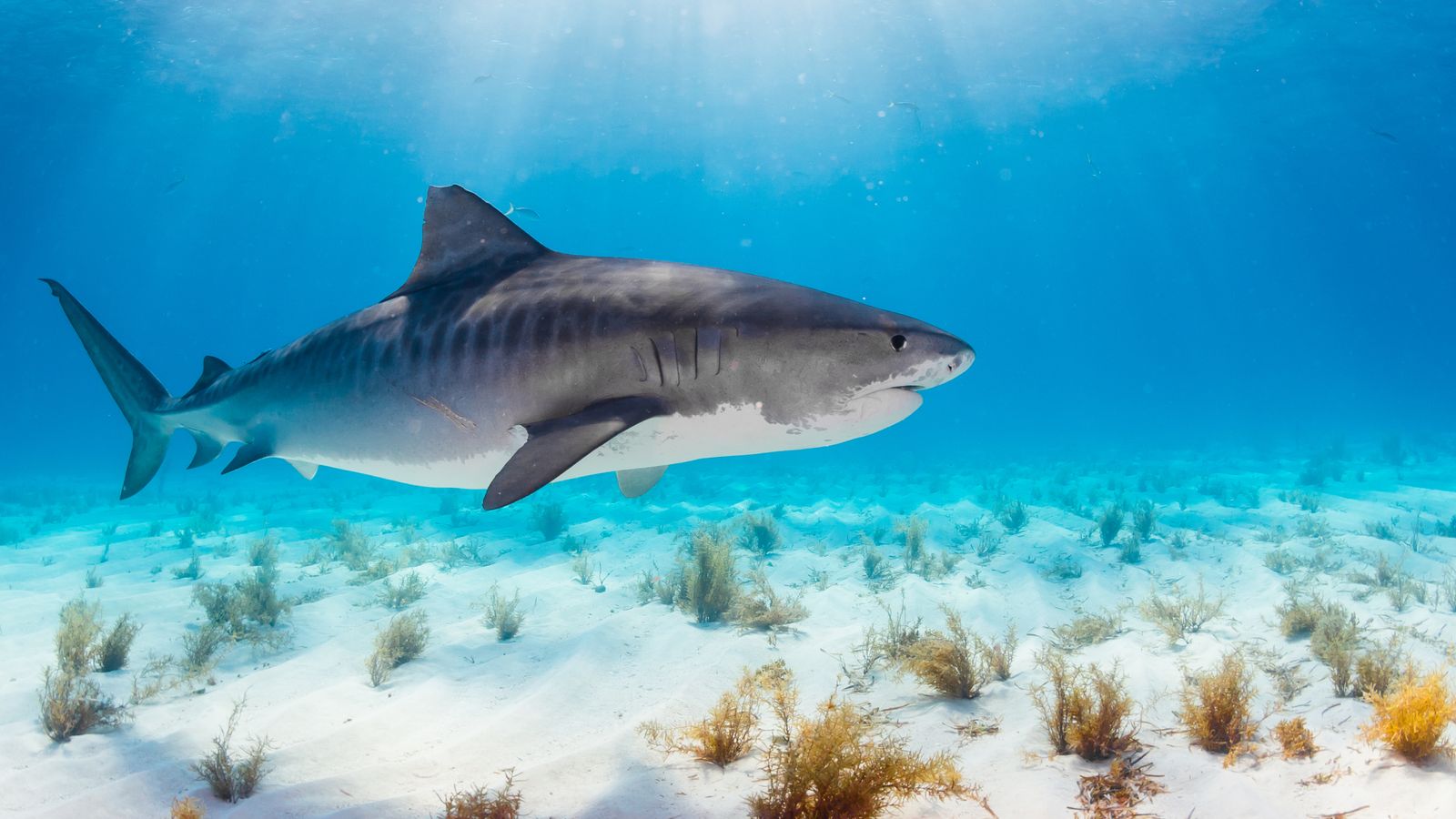 Hand of missing Scottish tourist found in shark's stomach | World News ...